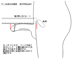 正しいチンポのサイズはこちら! 