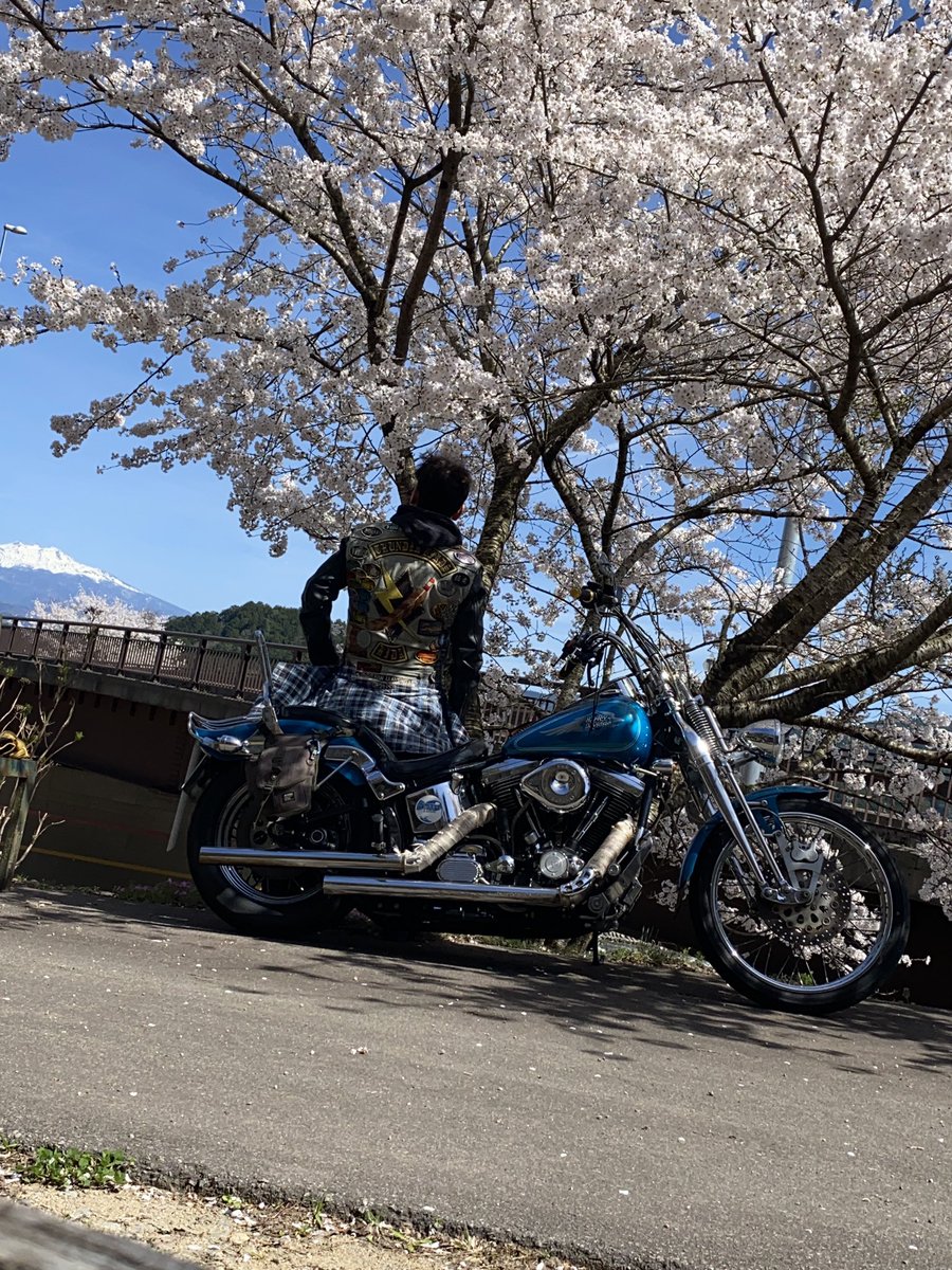 birds_mc's tweet photo. 桜満開です〜 https://t.co/pklpftrBLt
