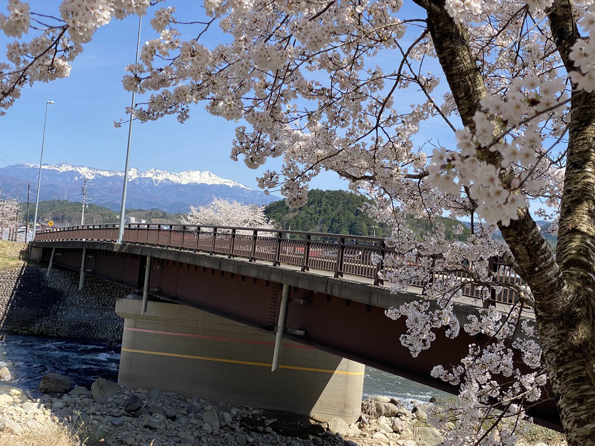 birds_mc's tweet photo. 桜満開です〜 https://t.co/pklpftrBLt
