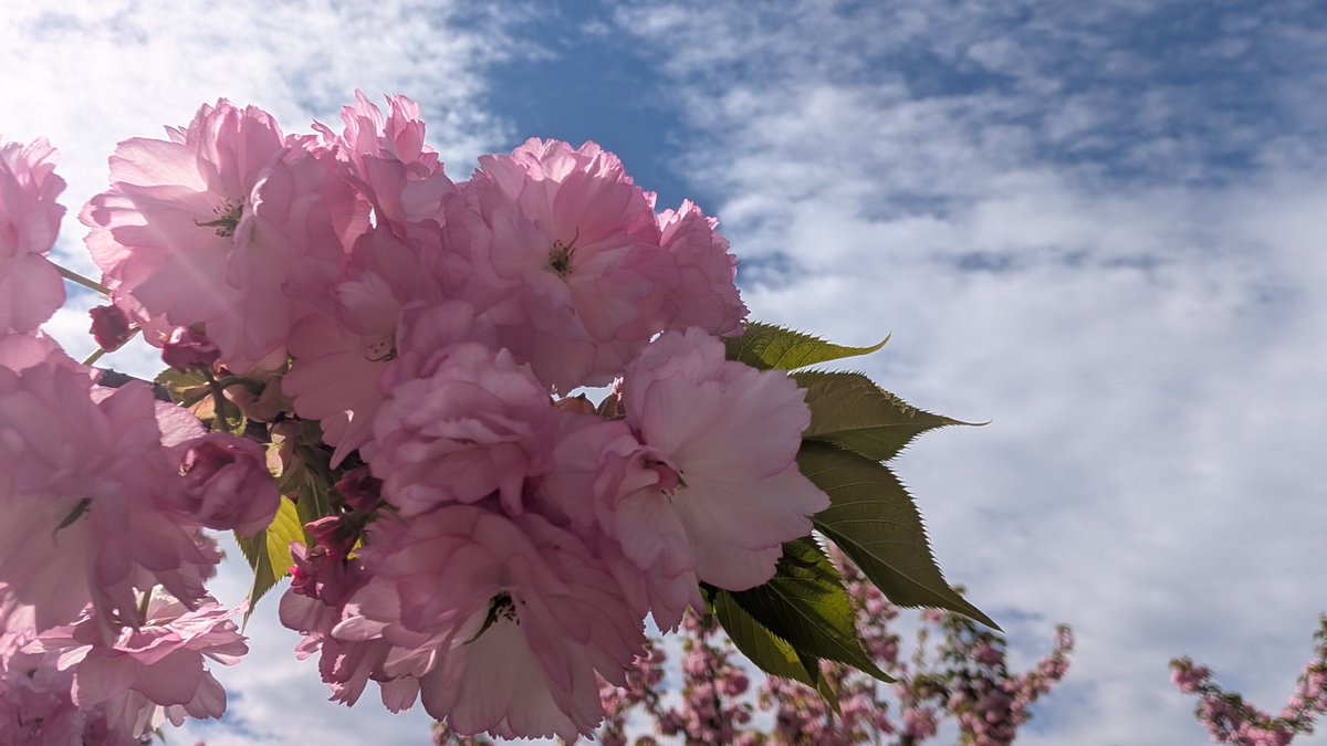 蒸留院フラスコ@７0日後にデビューする元てらめたる学園 3期生⚗️ tweet media