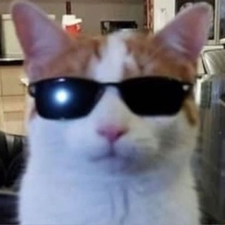 Punch Cat tweet media