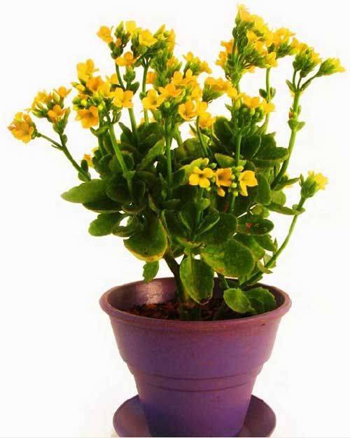 Vishnu S tweet media