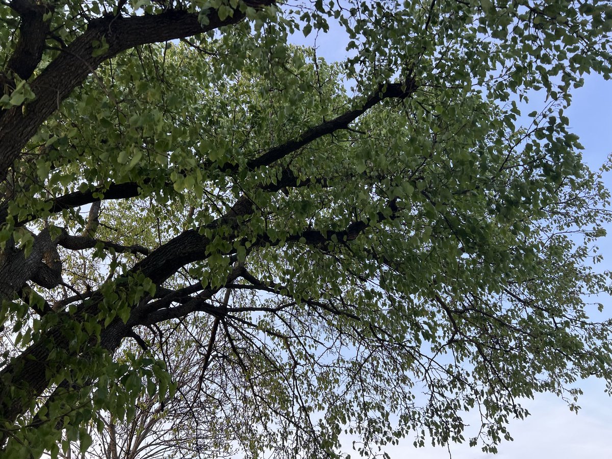 HikingRadioMatt's tweet image. It’s the most wonderful time of the year! #OH #spring #optoutside #trees