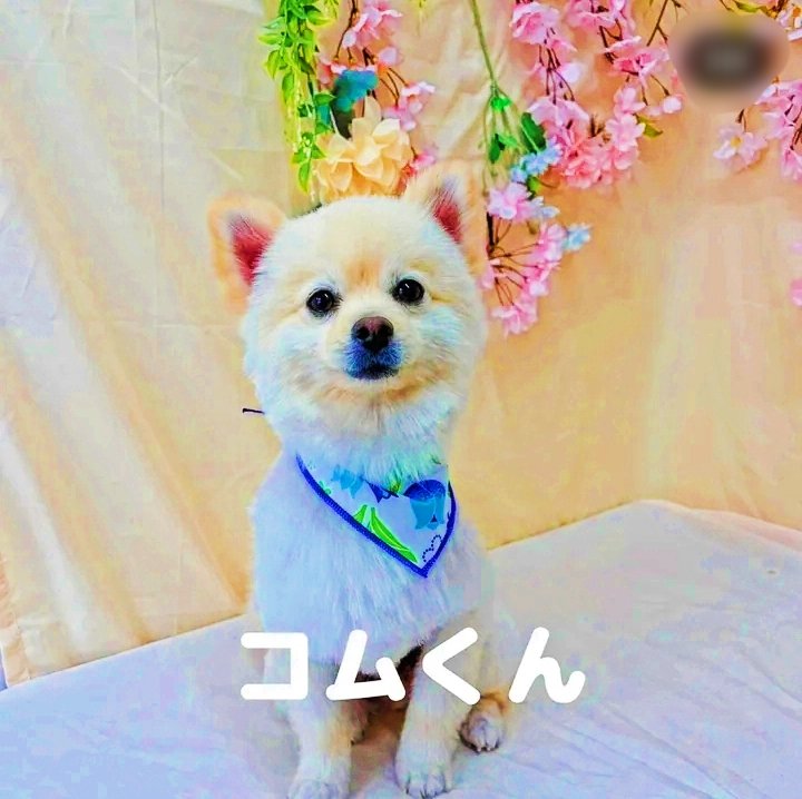 バオバブ愛 tweet media