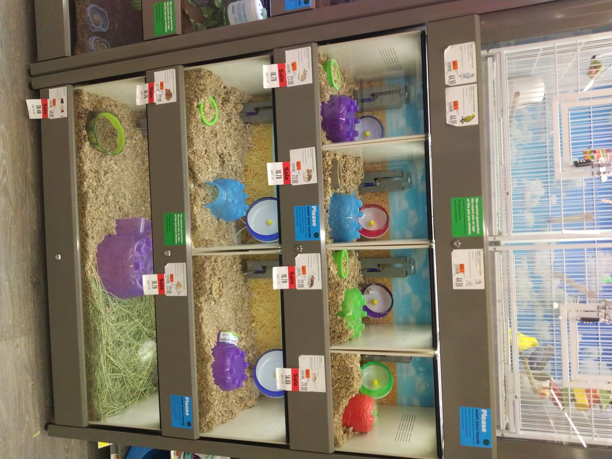 ghimirey_d27567's tweet image. Hey neighbors! 🐾 Discover our small animals &amp;amp; enjoy special deals at our Small Pet Fest this Saturday! 🐶🐱🐰 Don’t miss out! #PetFest #ShopLocal