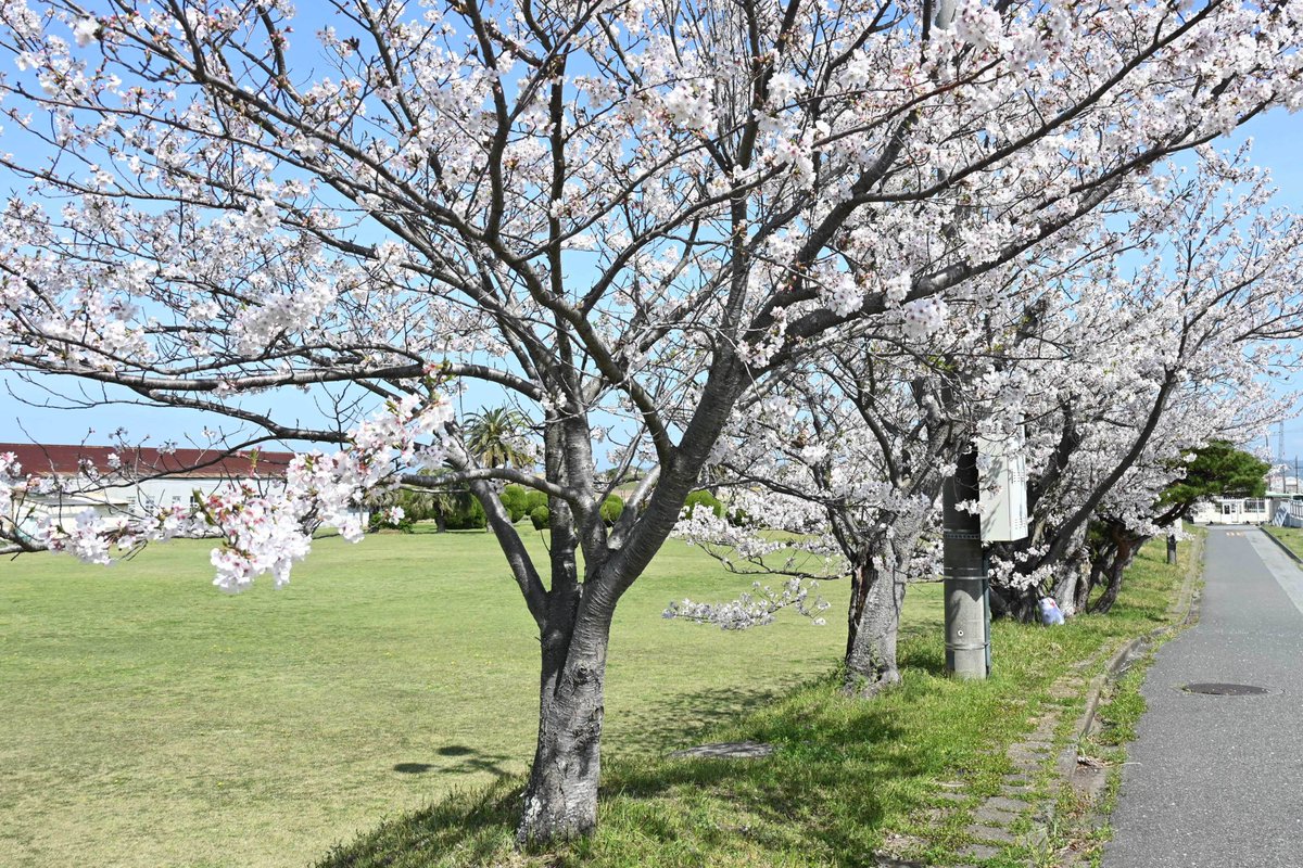 JMSDF_21aw's tweet photo. 🌸【館山航空基地の春の訪れ】🌸
日増しに暖かくなってきましたね✨
#館山航空基地 の桜が満開になりました❣隊員もろくまるも春を感じています😊
隊員一同、みなさまが安心して暮らせるよう日々訓練に励んでいます！

#自衛隊 #海上自衛隊 #第21航空群 #春 #桜 #ろくまる https://t.co/ZYgxIkduFn