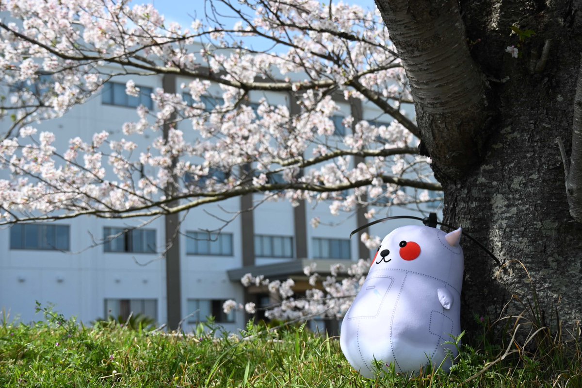 JMSDF_21aw's tweet photo. 🌸【館山航空基地の春の訪れ】🌸
日増しに暖かくなってきましたね✨
#館山航空基地 の桜が満開になりました❣隊員もろくまるも春を感じています😊
隊員一同、みなさまが安心して暮らせるよう日々訓練に励んでいます！

#自衛隊 #海上自衛隊 #第21航空群 #春 #桜 #ろくまる https://t.co/ZYgxIkduFn