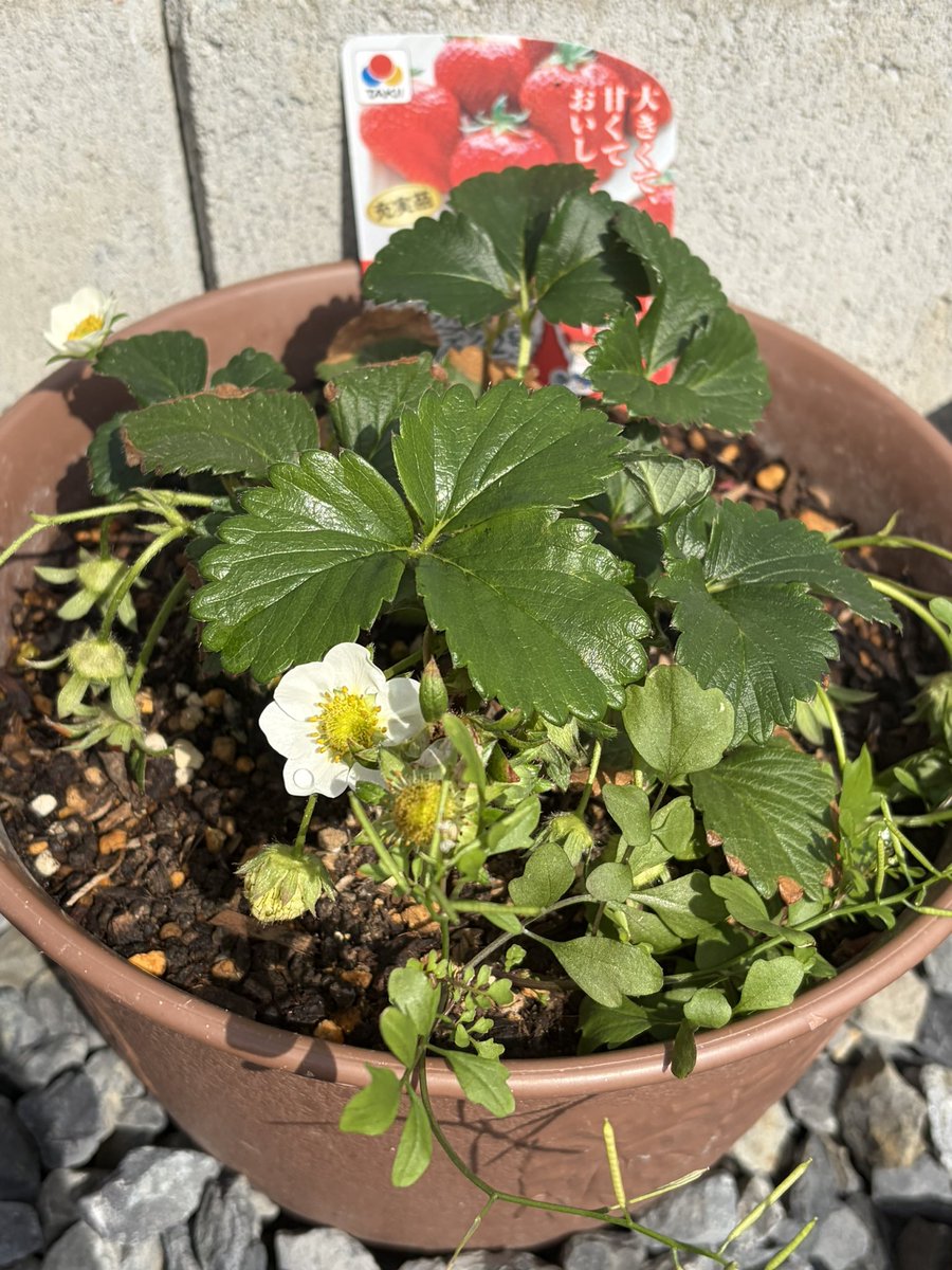 えみかん tweet media