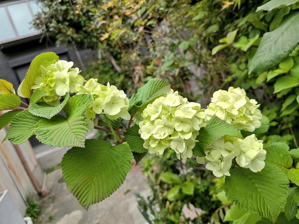 長屋の信さん🐶 tweet media