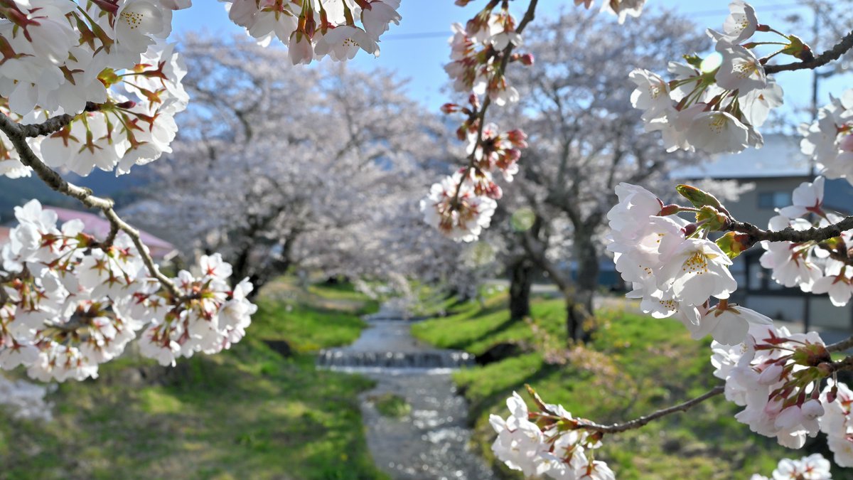 NIKON・シグマ tweet media