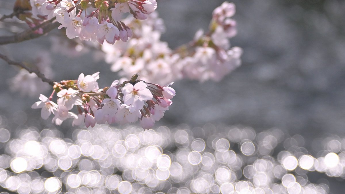 NIKON・シグマ tweet media