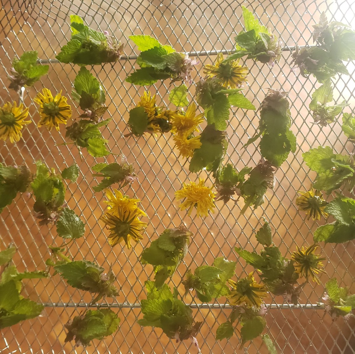 Naga, The Demon Slayer tweet media