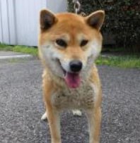 くるみmama tweet media