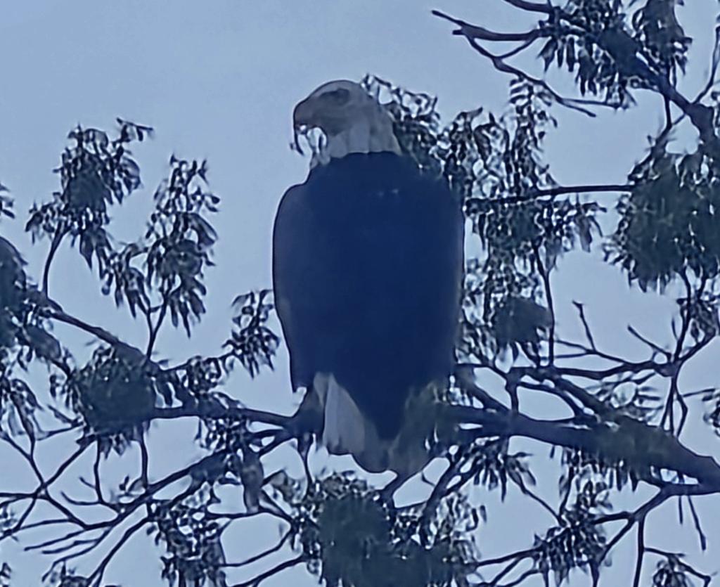 bobj6770's tweet photo. Spotted a bald eagle at the top of our road just outside Addison, AL

@spann @AlabamaWXNet @simpsonWVTM13 @weswyattweather https://t.co/A6JLz4eSuA