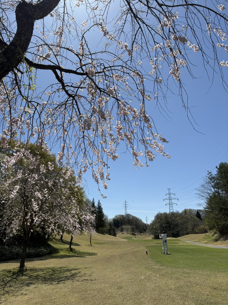 kitokitodara's tweet photo. お花見🌸ゴルフ⛳️🏌️‍♂️
また来年👋☺️ https://t.co/7SsaTGrP6Z