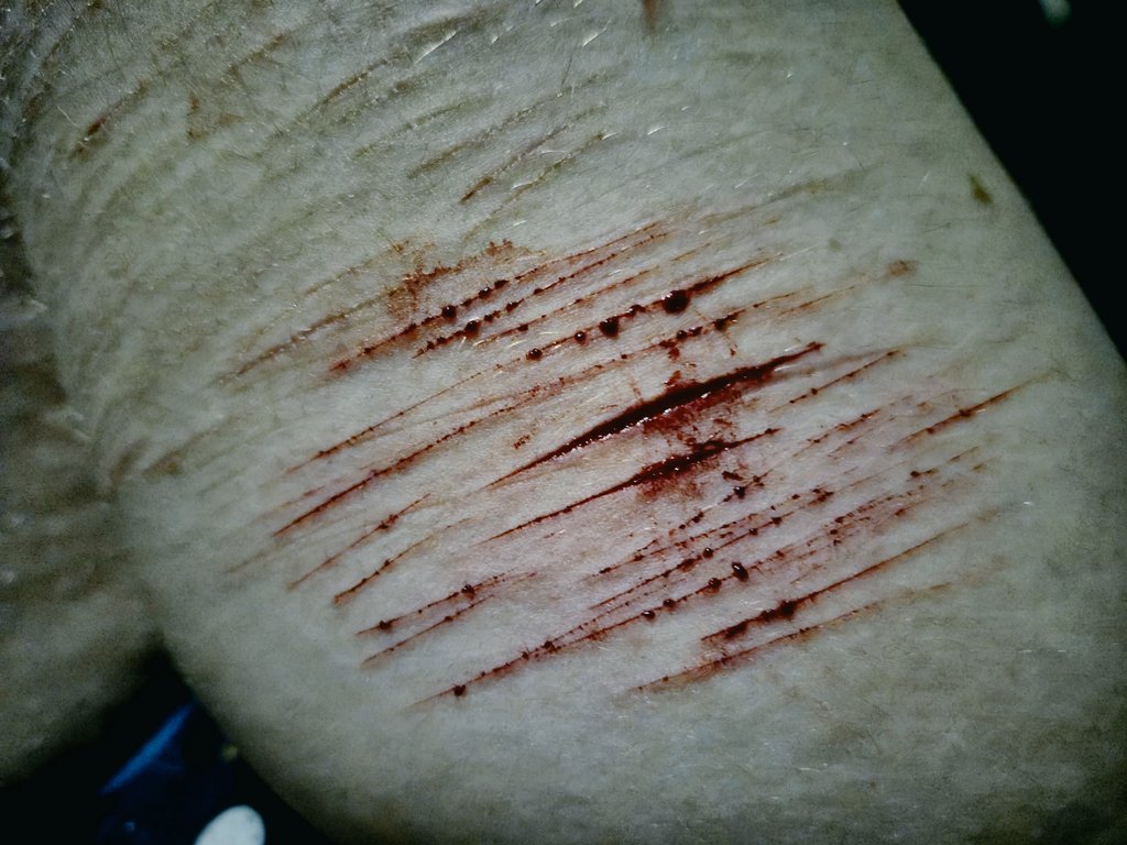 kiku honda of shedtwt tweet media