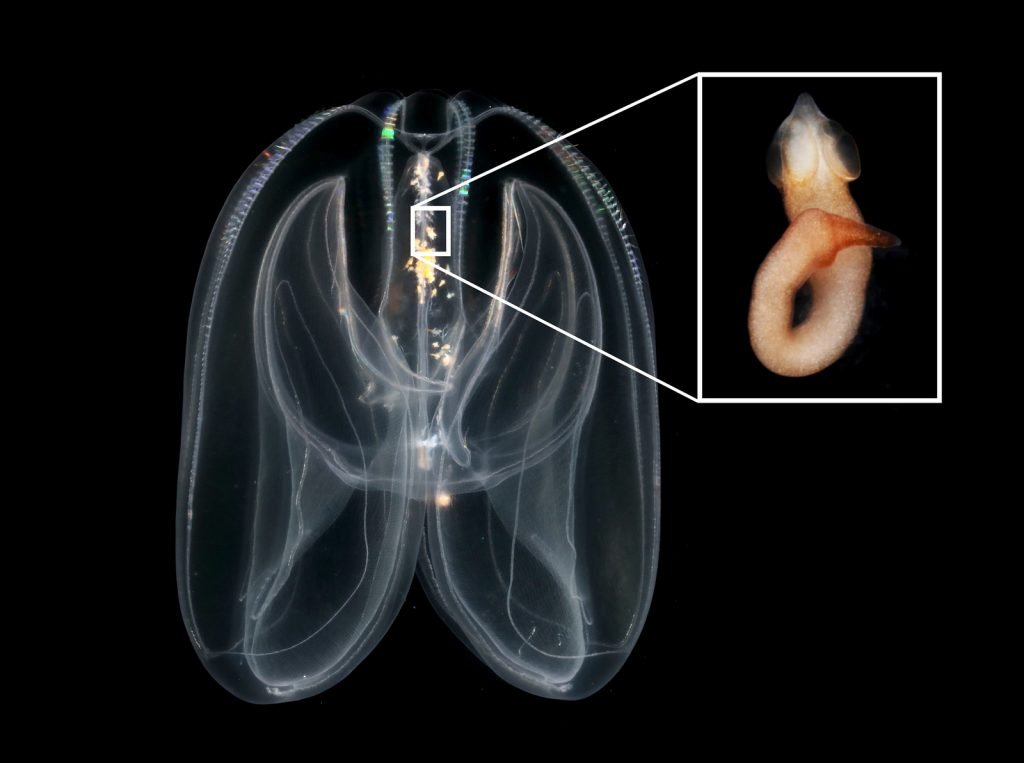 Uni_of_Nomi's tweet image. #Monday #FunDay! Here's today's fun fact:

Even jellyfish can get #parasites! Here, a tapeworm larva (Cestoda) has infected this Norwegian jellyfish.

Source: Project ParaZoo. invertebrate.w.uib.no/2023/02/27/pro…

#parasitology