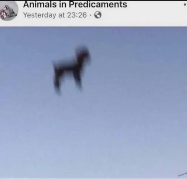 PuduQl_🎮🦌 tweet media