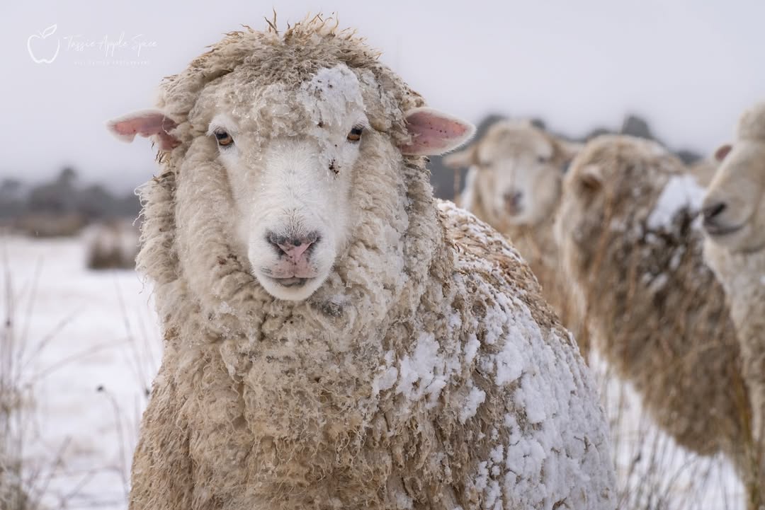 weatherzone's tweet image. Repeated bursts of cold, moist air delivered heavy #snow to elevated parts of #Tasmania over the weekend, turning some areas into an early winter wonderland. ❄️

Here are some magical moments captured by our community:
1️⃣ Snow at Miena. Photo by Gill Dayton tassieapplespice/IG
2️⃣