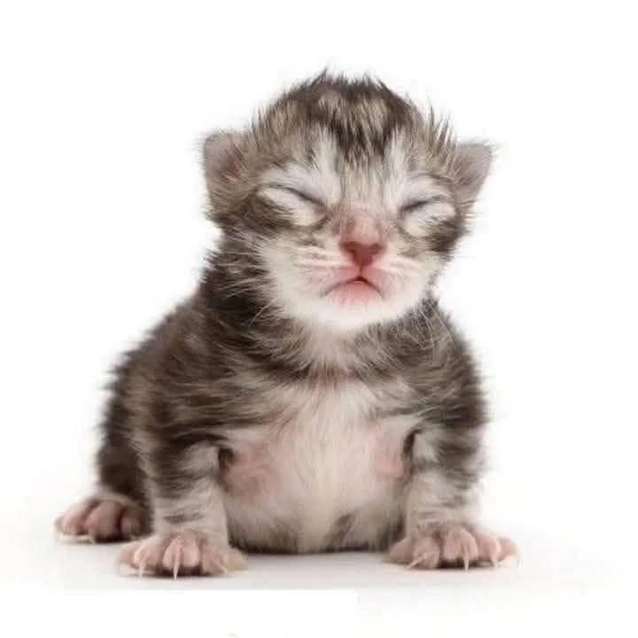 the evil Noxis 🏳️⚧️ tweet media