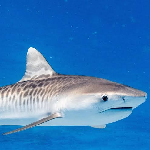 Kemonogen/ケモノゲン tweet media