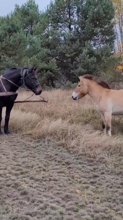 Kashen🇹🇹🇮🇳 装甲悪鬼村正 tweet media