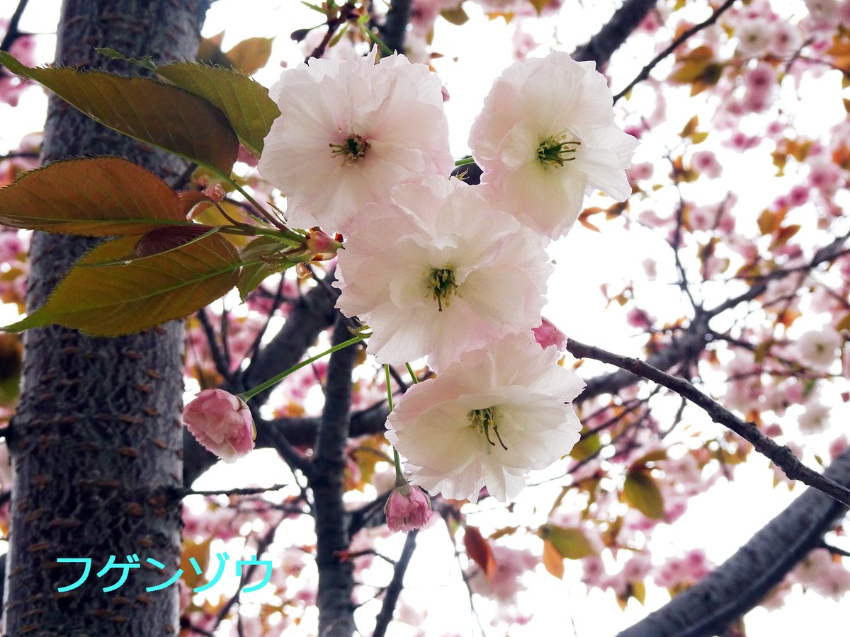 SG_info_kyokai's tweet image. #新宿御苑 4月14日 #桜 速報🌸
◎みごろ 
一葉、妹背、鬱金、江戸、御衣黄、五所桜、関山、兼六園菊桜、 松月、駿河台匂、梅護寺数珠掛桜、福禄寿、普賢象、宝珠桜、増山  
○開花 
太田桜
△少し咲いています 
天の川
★鬱金、御衣黄はかなりピンク色になってきています。
#cherryblossom #sakura