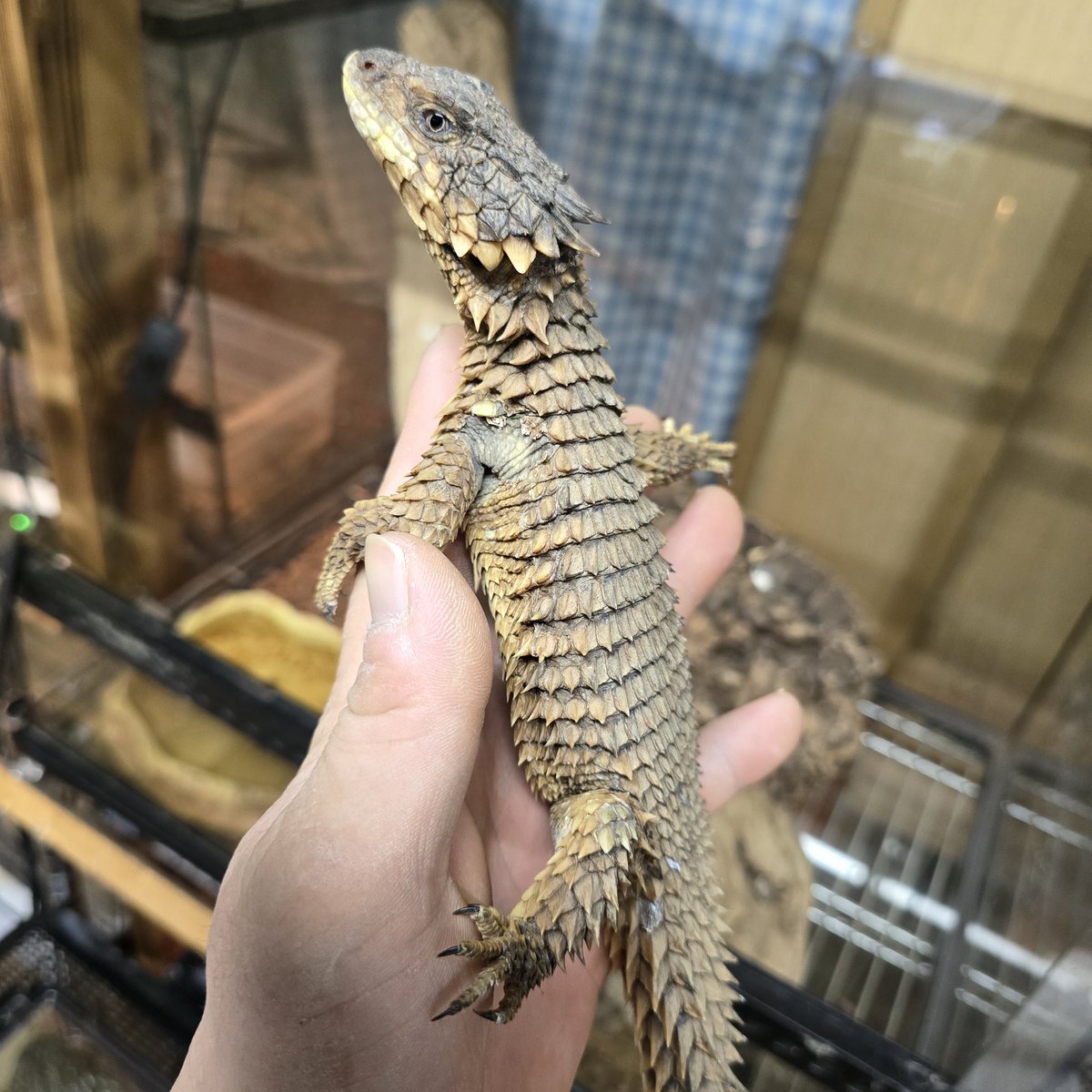 今週日曜日に開催されます🎉🎉ジャングルハンター福岡に、いきもの屋さんago、出展いたします✌✌規格外のサイズの可愛いいきものたちをブースパンパンにおつれいたしますので、九州の皆様どうぞよろしくお願いいたします🙇🙇
