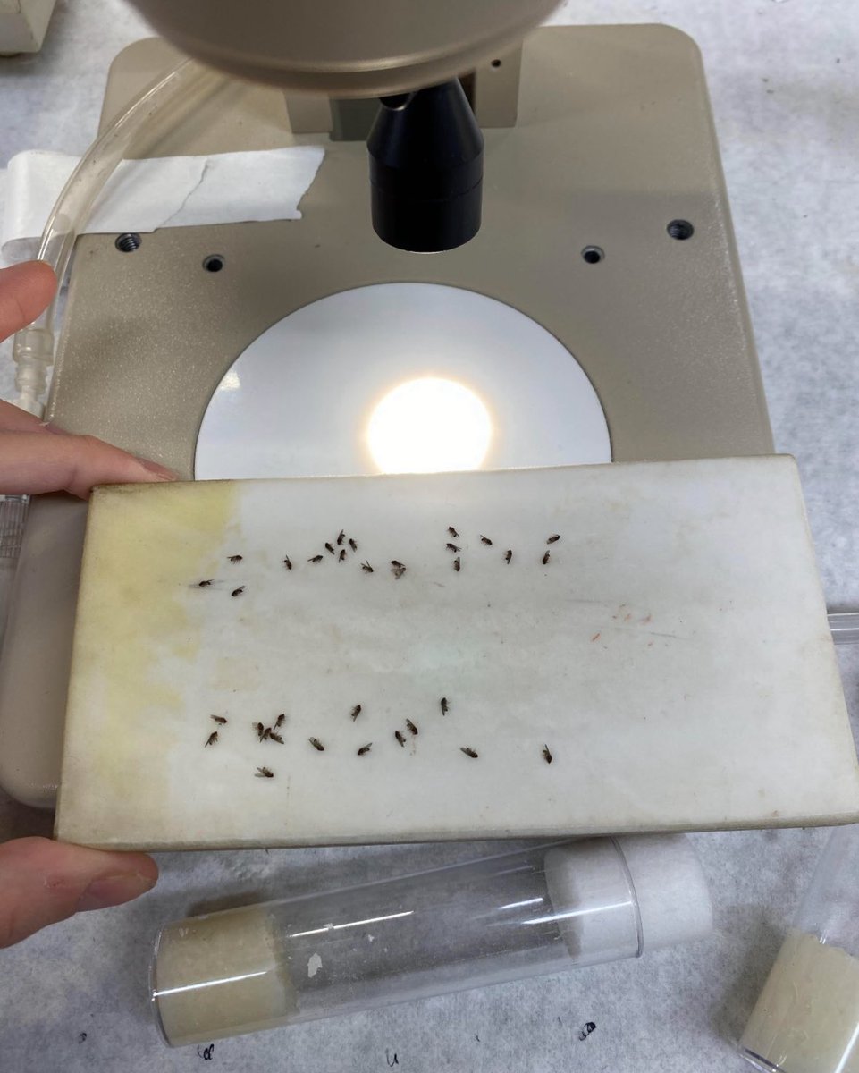 kowloon walled city enjoyer tweet media