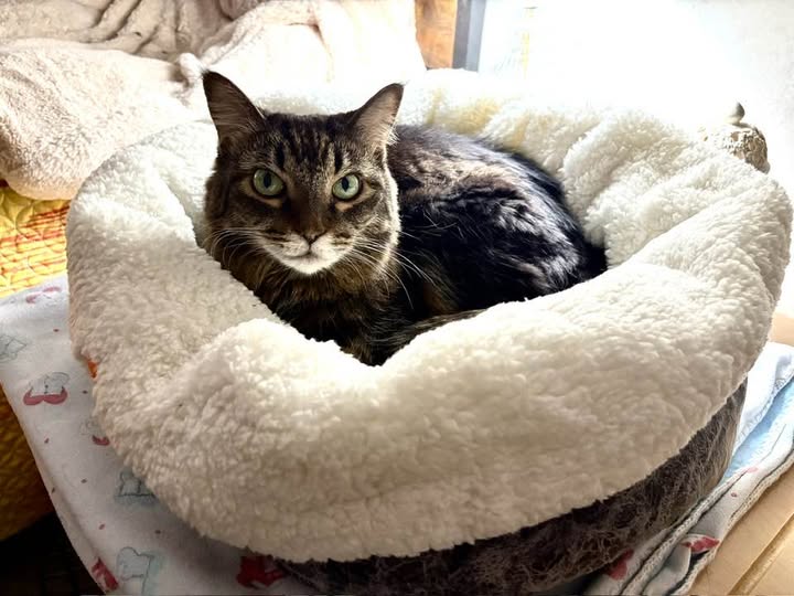 Chewy finally put the heated bed I wanted for my 17yr old girl on sale.  Yay!   She's loving it already.  Hoping it helps with the arthritis in her little rear end.