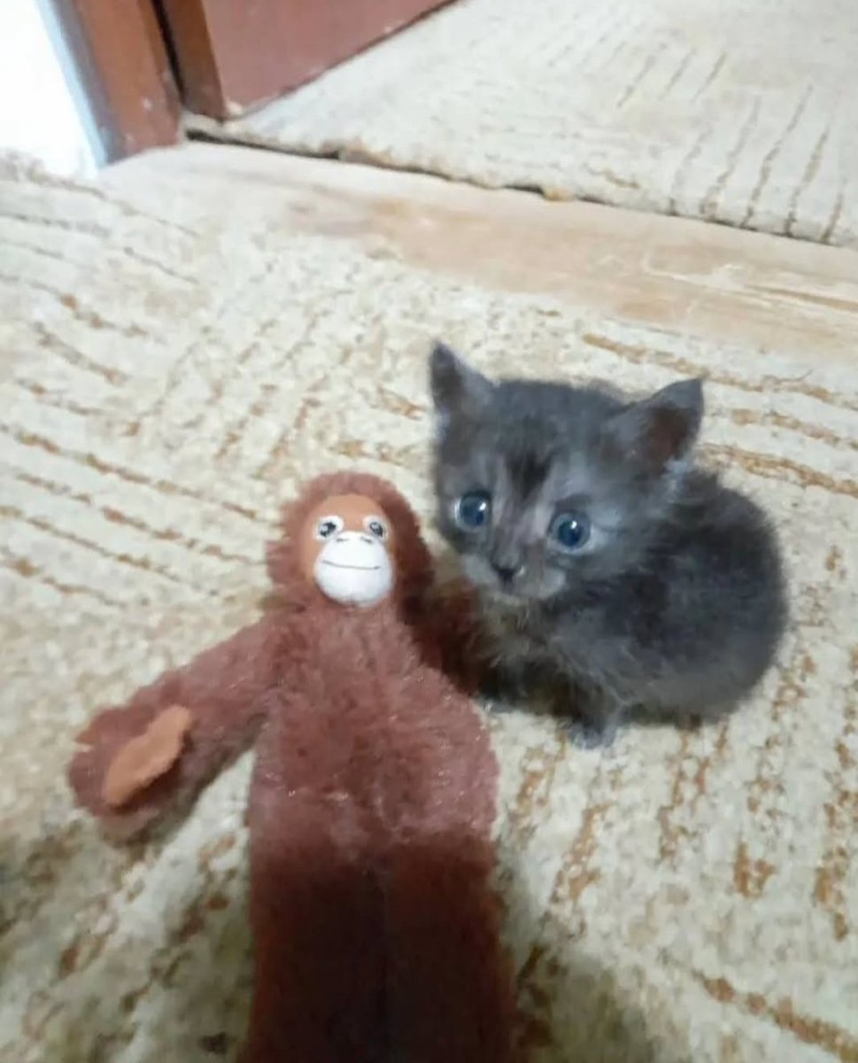 Daily Cat Posts tweet media