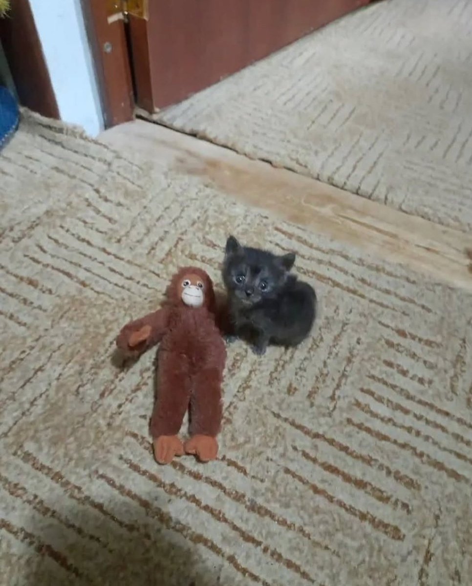 Daily Cat Posts tweet media