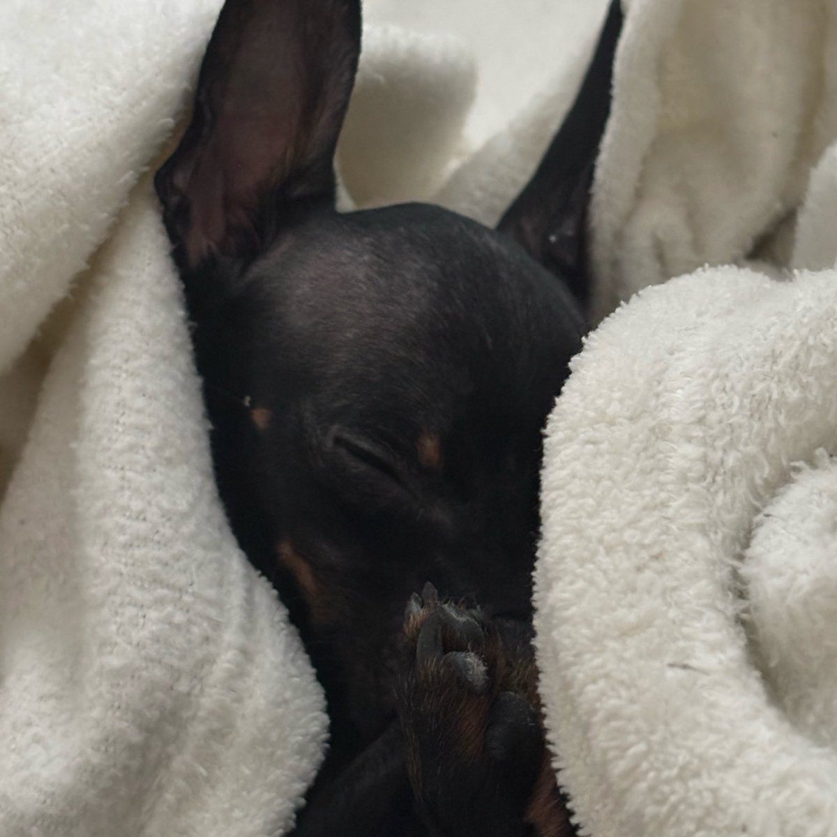 te amo one direction tweet media