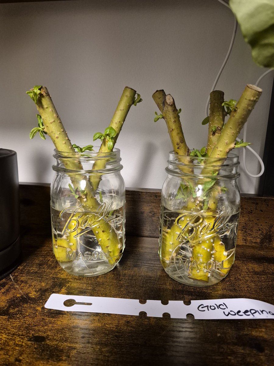 Kobb 🌽😎 tweet media