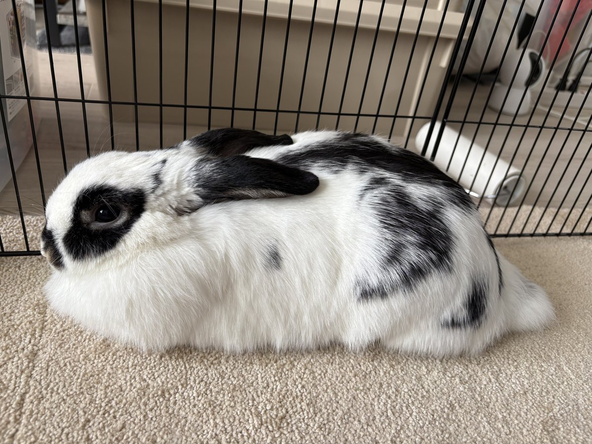 うさぎのミルちゃんꪔ̤̮ tweet media