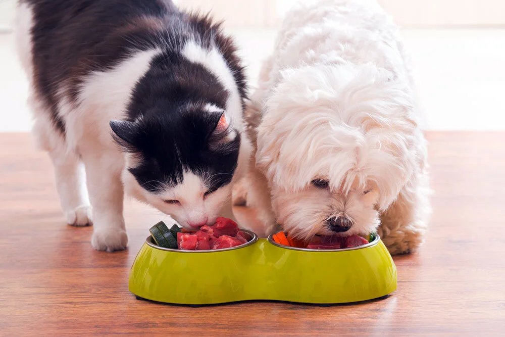 Clarks Pet Emporium tweet media