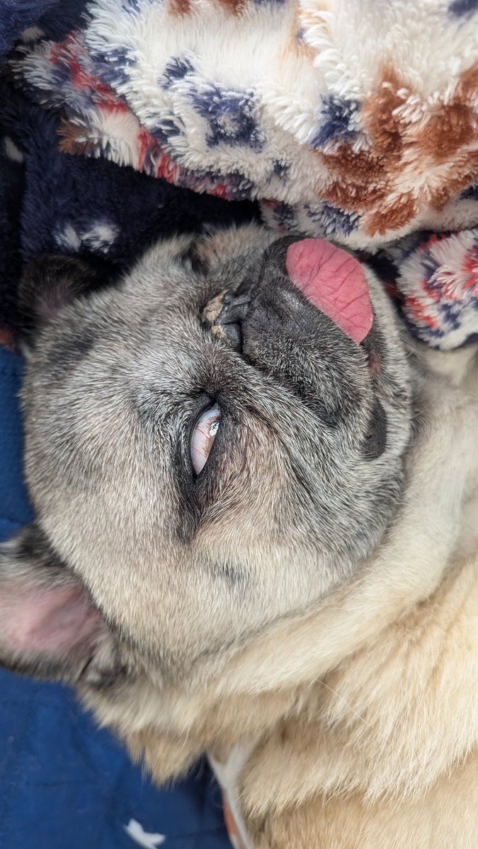 ぷう子とさくら tweet media