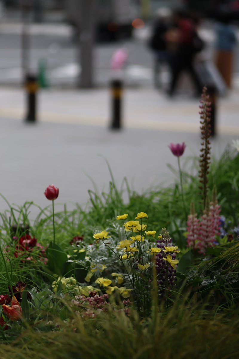 吉川卓志 tweet media