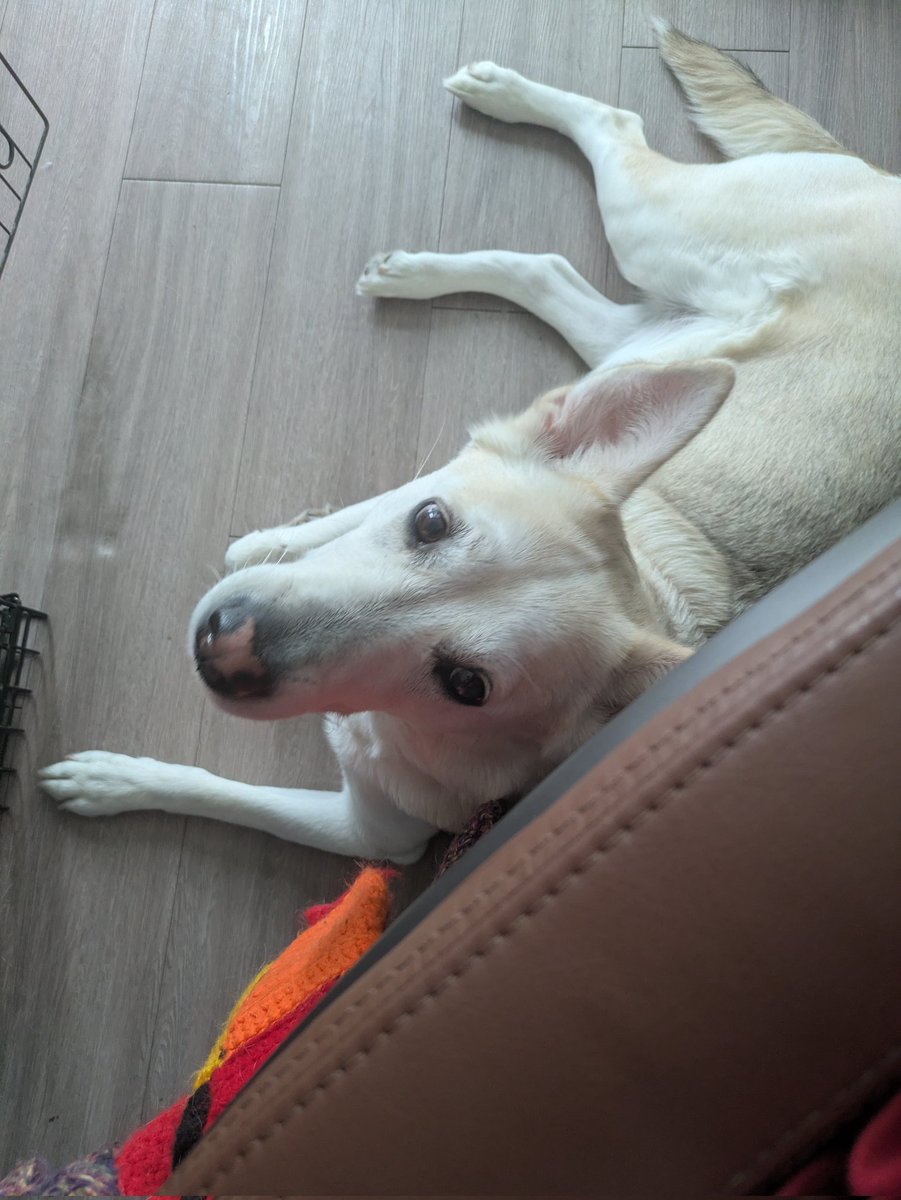 loughrandt's tweet image. I have this photo of my dog and don't remember taking it. Either way, she's a cutie.