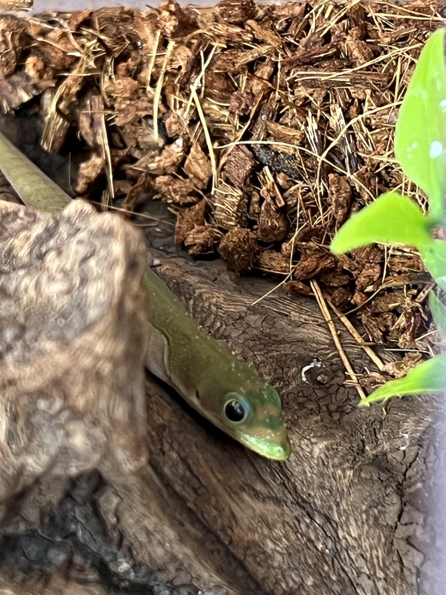 たいらー tweet media