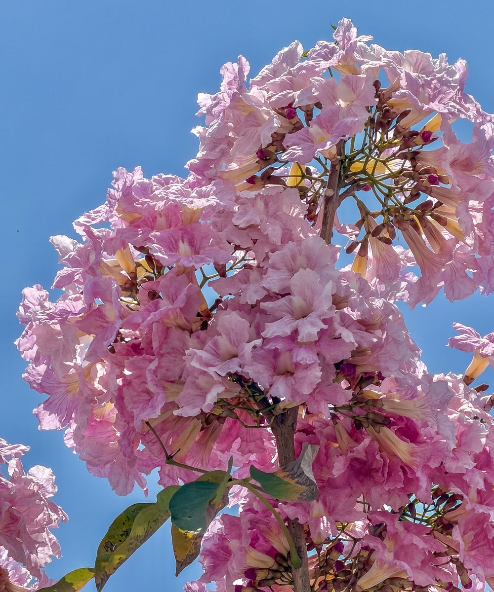 Love Veracruz tweet media