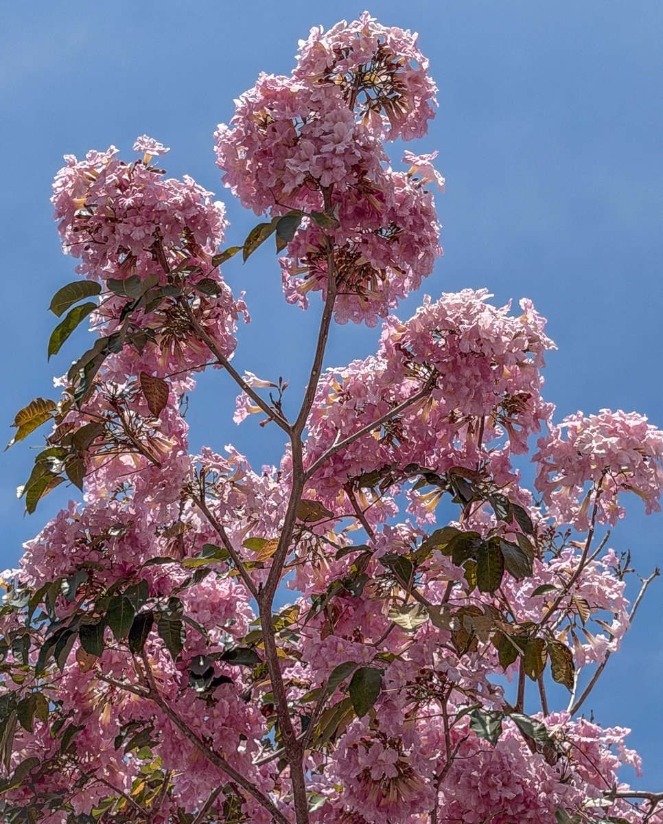 Love Veracruz tweet media