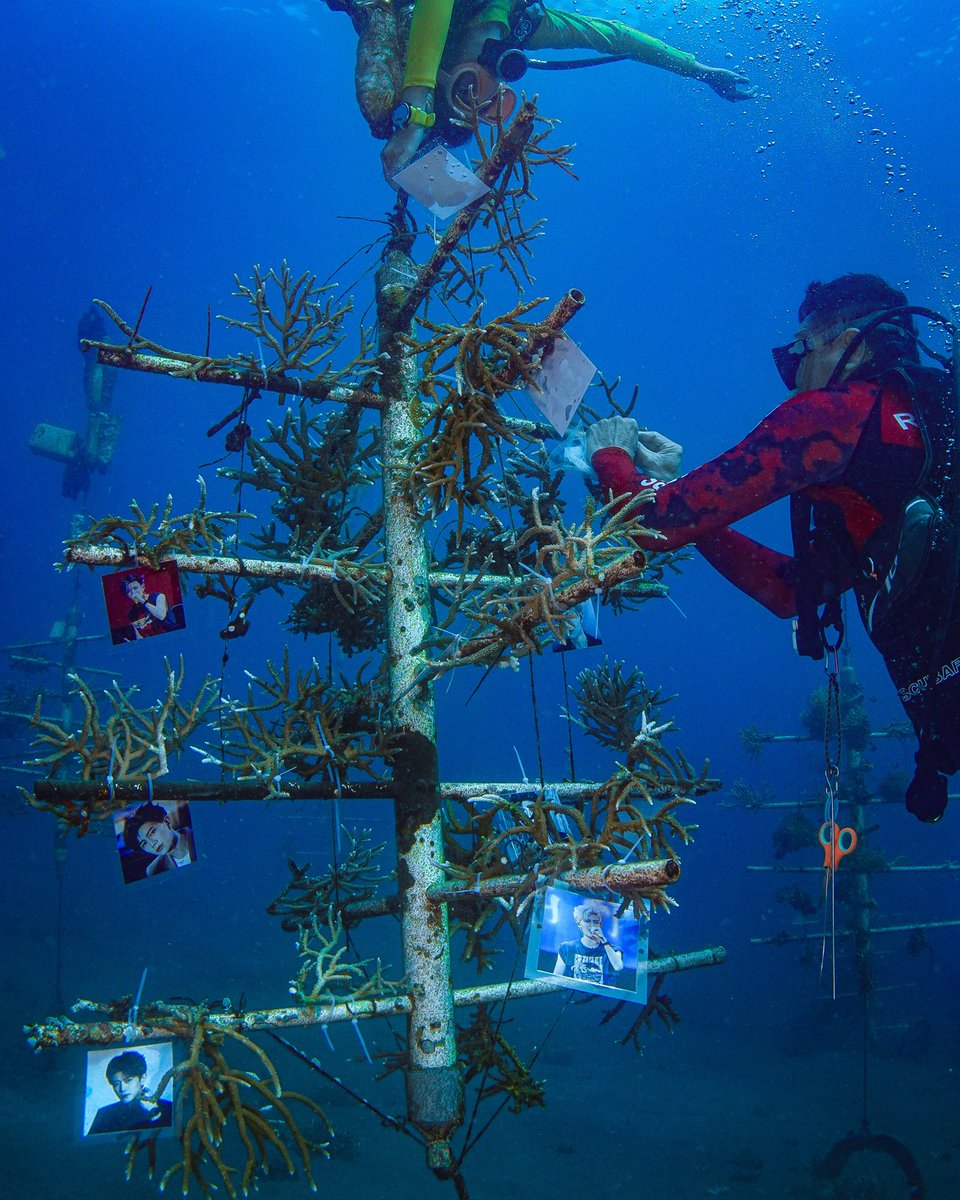 RJlyani's tweet photo. May each coral sprout bring good wishes for Ren Jialun's future success. Let's protect the earth as we support him!

Thank you to everyone who has supported me. A big thanks to the project team and media partners as well

Thanks to @reeformers.id

#renjialun #birthdayproject https://t.co/12te4Qn6eE
