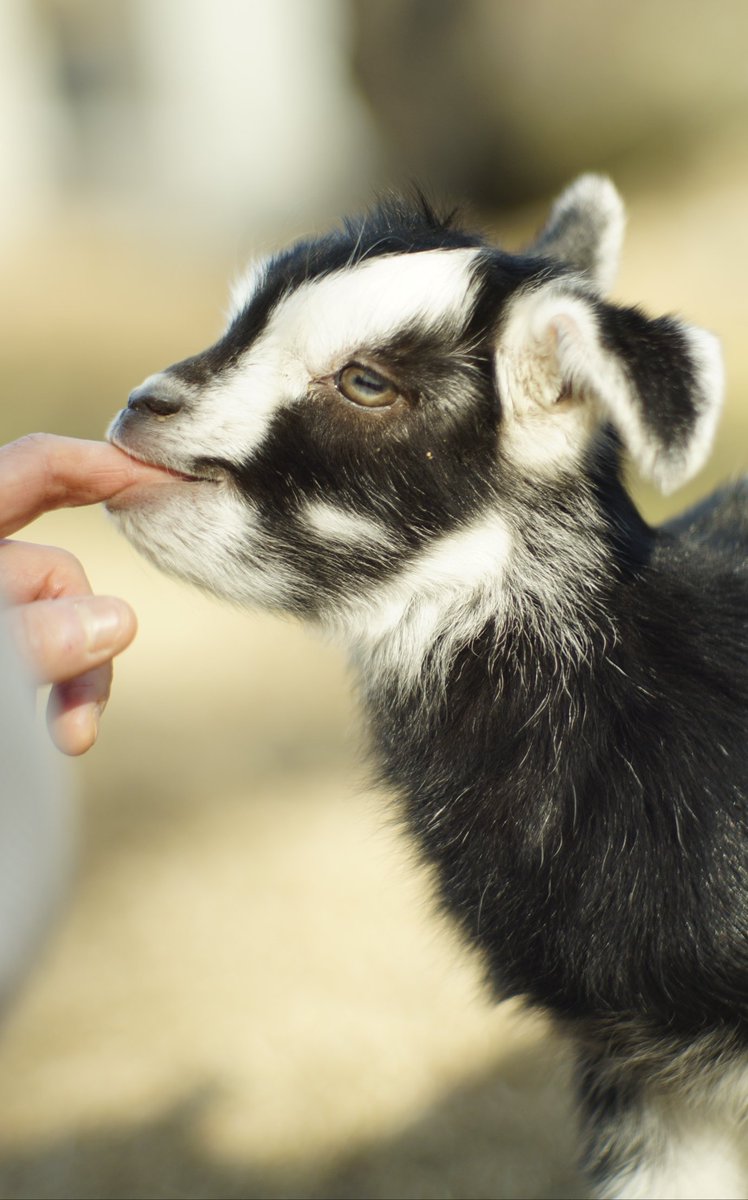 fn_of_x_'s tweet image. With peak kidding season in early spring (~March–April), #goat #farms fill with newborn #BabyGoats/"kids" born ready to leap, scamper around, flopping dramatically, and climbing with acrobatic flair.
People who raise them often say they're like tiny, hyper puppies with hooves.