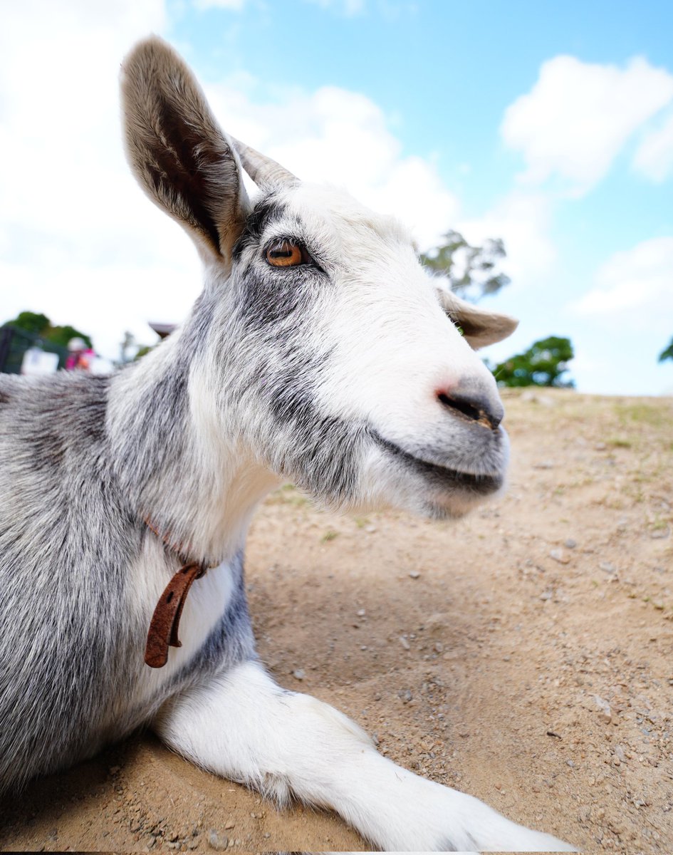 fn_of_x_'s tweet image. With peak kidding season in early spring (~March–April), #goat #farms fill with newborn #BabyGoats/"kids" born ready to leap, scamper around, flopping dramatically, and climbing with acrobatic flair.
People who raise them often say they're like tiny, hyper puppies with hooves.