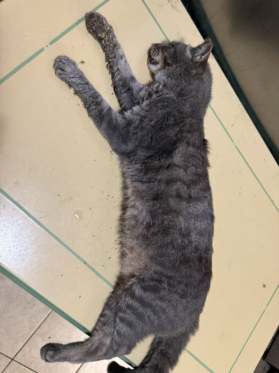 cats are life tweet media