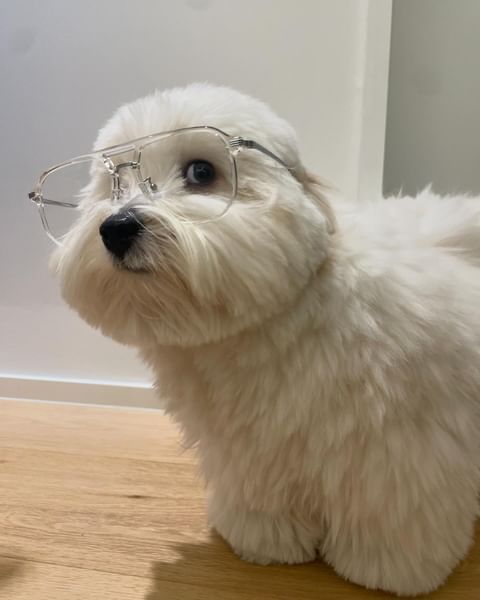 derek guy tweet media