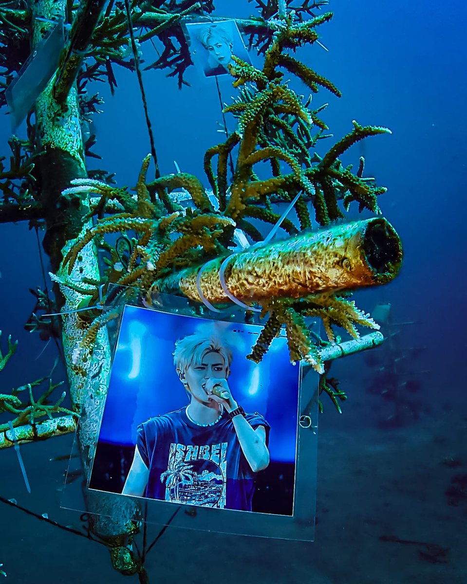 RJlyani's tweet photo. @reeformers 11 corals transplanted at Reeformers Reef Malalayang, North Sulawesi, Indonesia

#RenJialun
#BirthdayProject
#happybirthdayrenjialun411
#RenJialunIndonesia https://t.co/jw7DTxwRE8