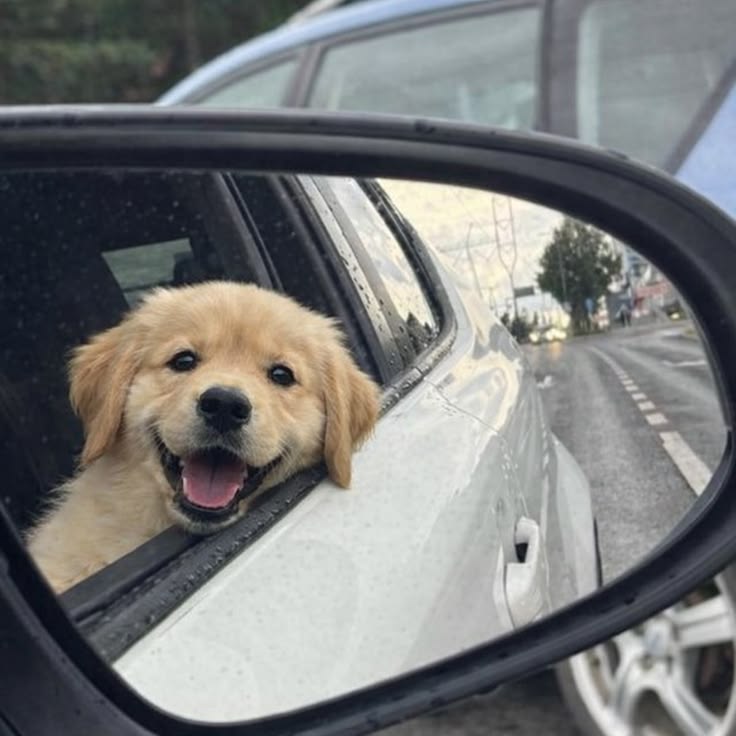 Dogs all the way tweet media