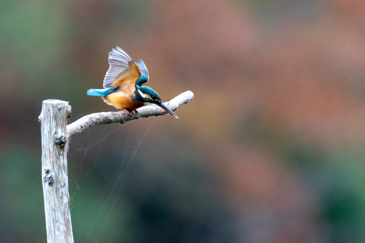 【今日のカワセミ】2026.04.14
おはようございます。
素敵な1日になりますように！ 
Good morning. Have a nice day.  
#カワセミ 
#kingfisher